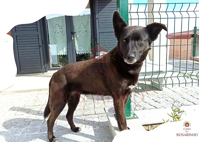 Casa Da Rosarinho - Casa De Ferias Com Piscina - * 아르코스 데 발데베즈